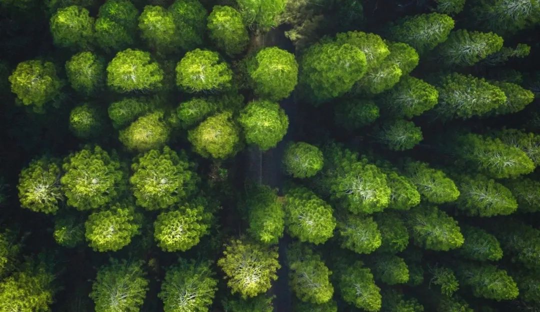 人生就是博官网“树”度 | 践行绿色发展理想，厚植生态文化新底色